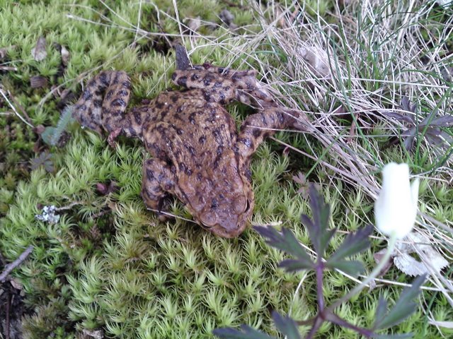 2009 Crapaudrome de Guiperreux 26